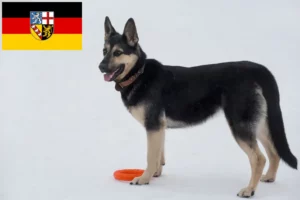 Read more about the article Kelet-európai juhászkutya tenyésztő és kölykök Saar-vidéken