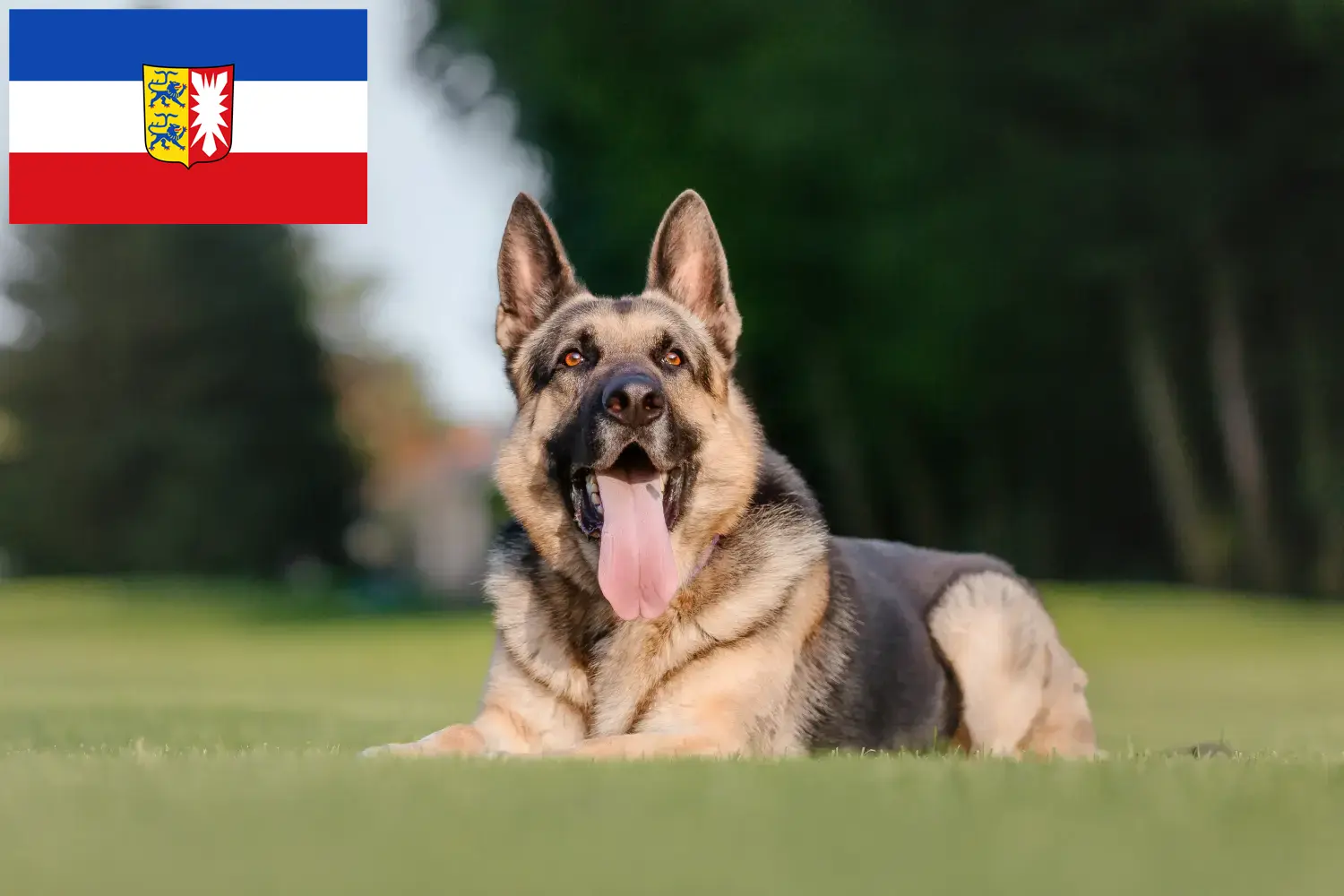 Kelet-európai juhászkutya kölykök és tenyésztő Schleswig-Holstein Itt talál kelet-európai pásztorkutyatenyésztőket Schleswig-Holsteinben.
