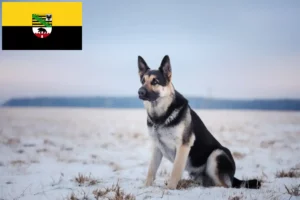 Read more about the article Kelet-európai juhászkutya tenyésztő és kölykök Szász-Anhaltban