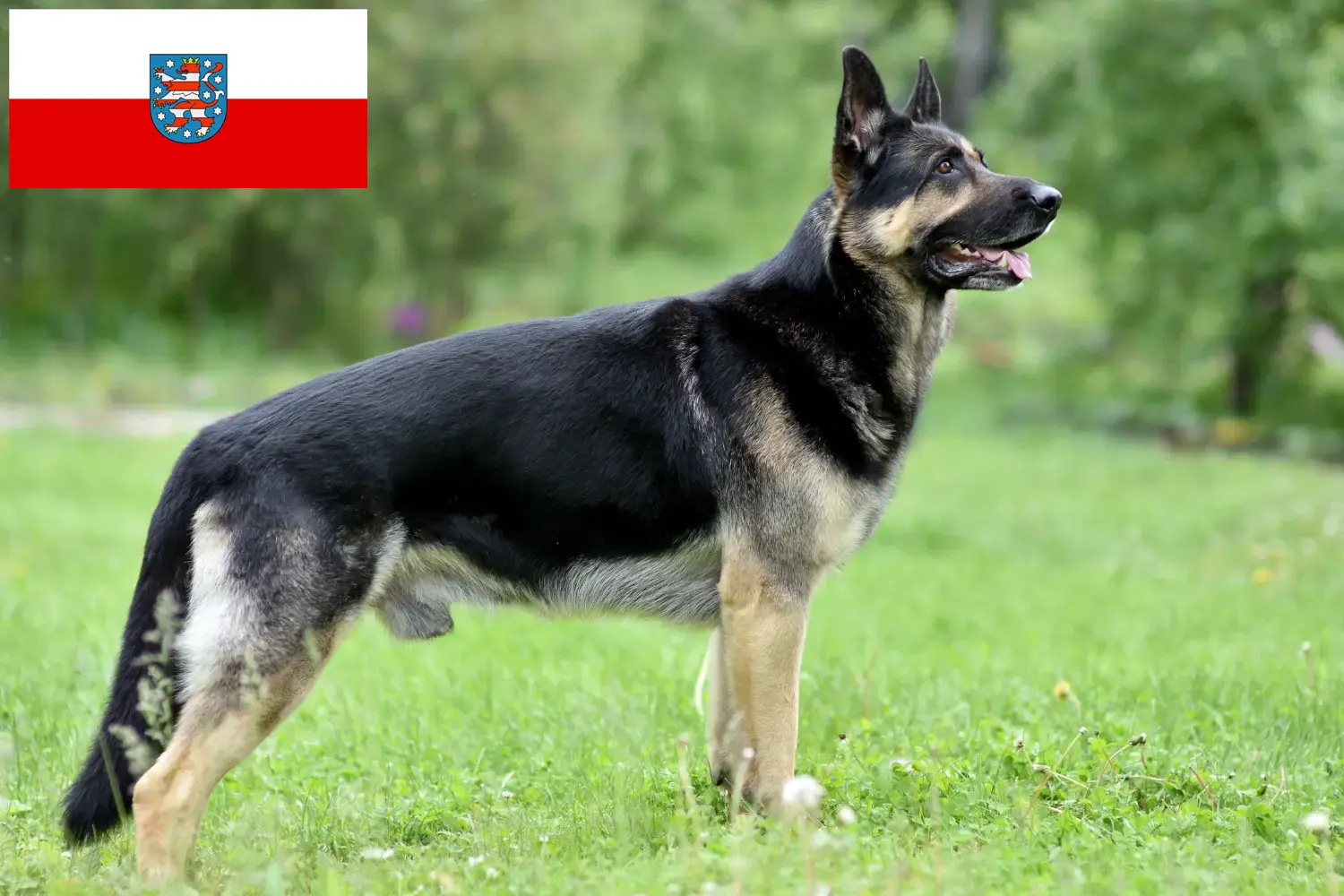 Kelet-európai juhászkutya kölykök és tenyésztő Türingia Itt talál kelet-európai pásztorkutyatenyésztőket Türingiában.