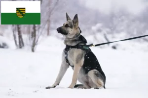 Read more about the article Kelet-európai juhászkutya tenyésztő és kölykök Szászországban