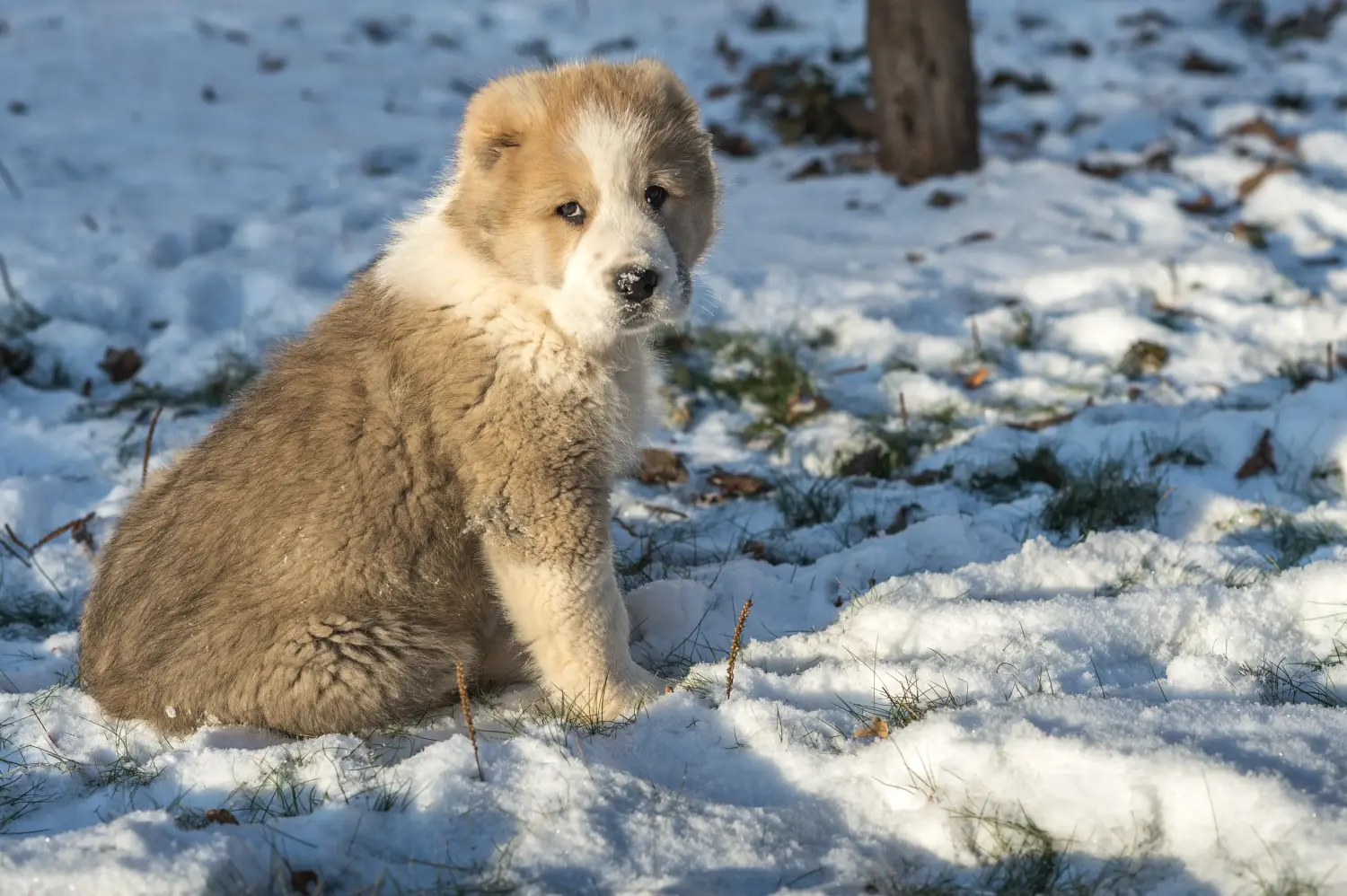 Közép-ázsiai pásztorkutyakölyök vásárlása felelősségvállalást jelent! Közép-ázsiai pásztorkutyakölykök vásárlása.