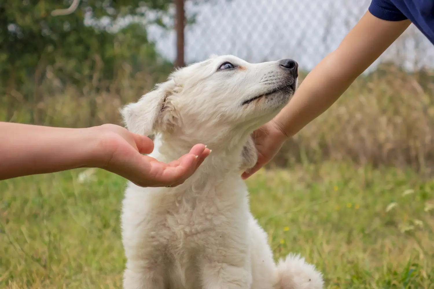 Kuvasz kölyökkutya vásárlása felelősségvállalást jelent! Kuvasz kiskutyák vásárlása.