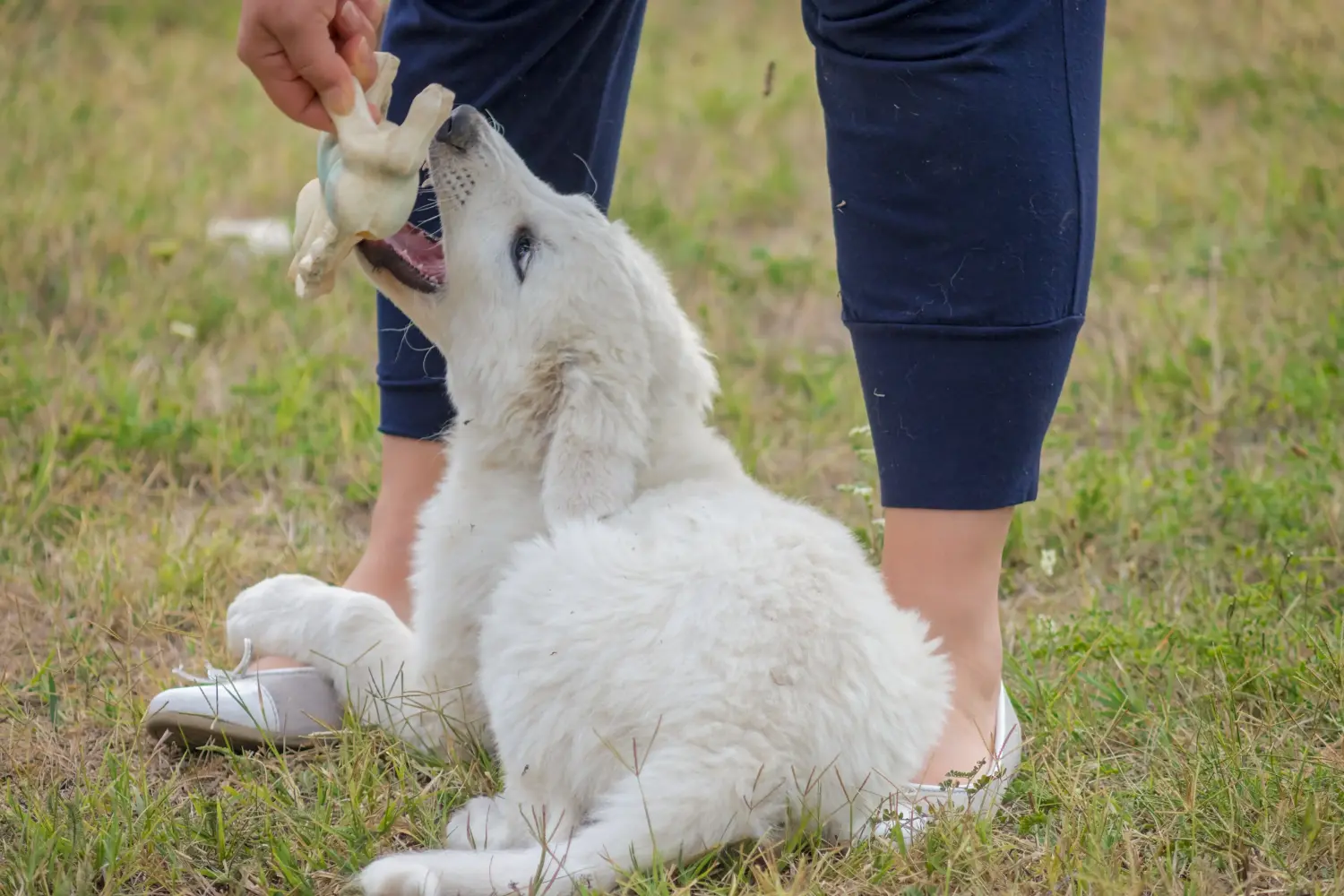 Kuvasz kölyökkutya vásárlása felelősségvállalást jelent! Kuvasz kiskutyák vásárlása.