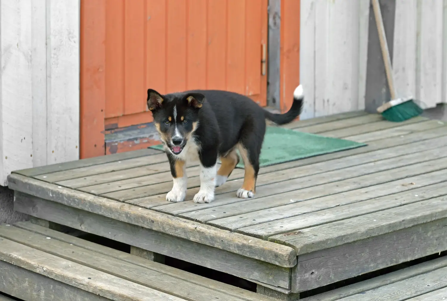 Egy lapp rénszarvaskutya kölyökkutya megvásárlása felelősségvállalást jelent! Vásároljon lapp rénszarvaskutyakölyköket.