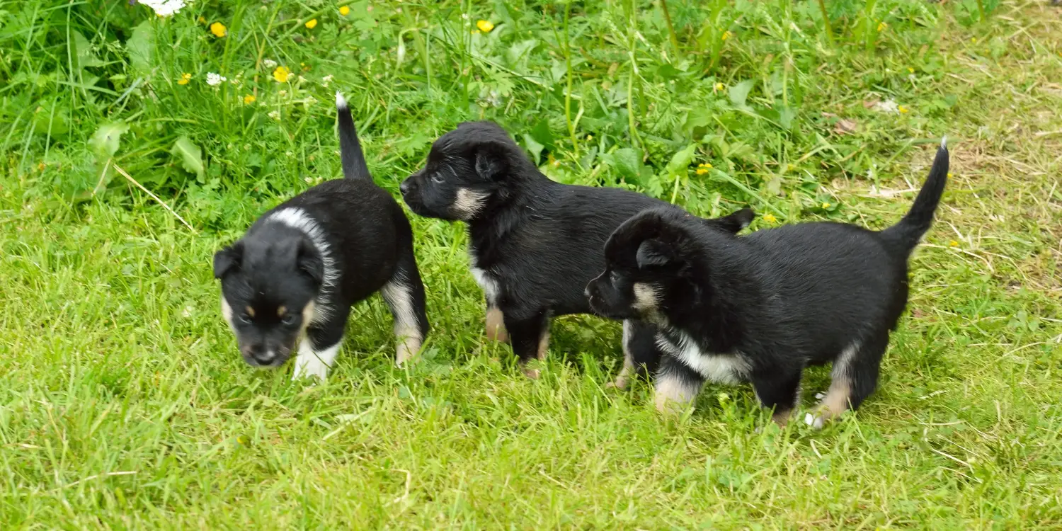 Egy lapp rénszarvaskutya kölyökkutya megvásárlása felelősségvállalást jelent! Vásároljon lapp rénszarvaskutyakölyköket.