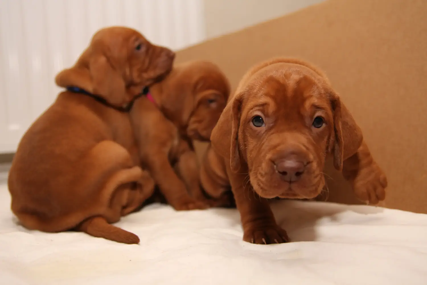 Magyar vizsla kölyökkutya vásárlása felelősségvállalást jelent! Magyar Vizsla kölyökkutyák vásárlása.