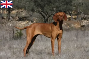 Read more about the article Magyar Vizsla tenyésztők és kölykök Nagy-Britanniában