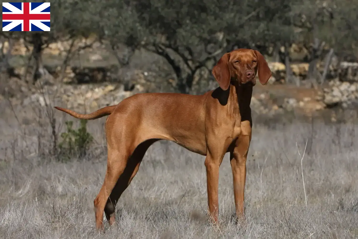 Magyar Vizsla kölykök és tenyésztők Nagy-Britannia Itt találhat Magyar Vizsla tenyésztőket Nagy-Britanniában.