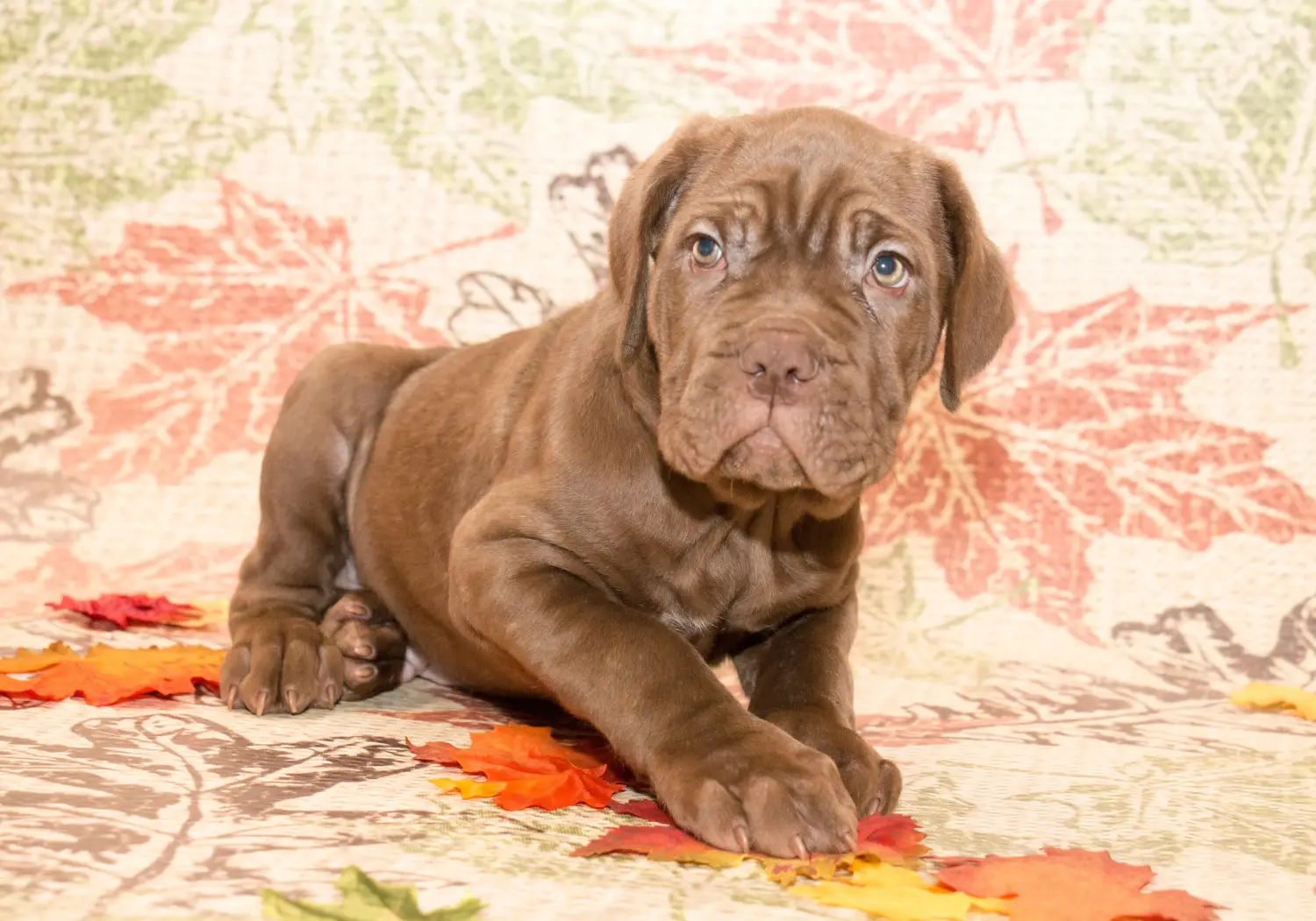 Egy Mastino Napoletano kiskutya megvásárlása felelősségvállalást jelent! Vásároljon Mastino Napoletano kiskutyákat.