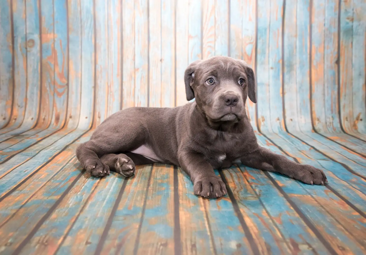 Egy Mastino Napoletano kiskutya megvásárlása felelősségvállalást jelent! Vásároljon Mastino Napoletano kiskutyákat.