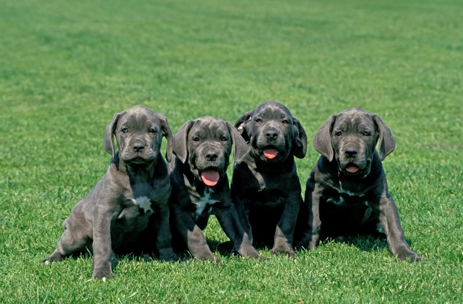 Egy Mastino Napoletano kiskutya megvásárlása felelősségvállalást jelent! Vásároljon Mastino Napoletano kiskutyákat.