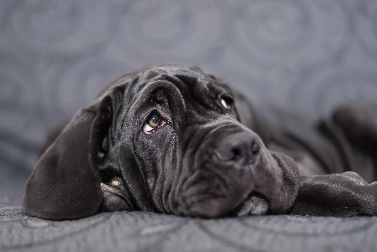 Egy Mastino Napoletano kiskutya megvásárlása felelősségvállalást jelent! Vásároljon Mastino Napoletano kiskutyákat.