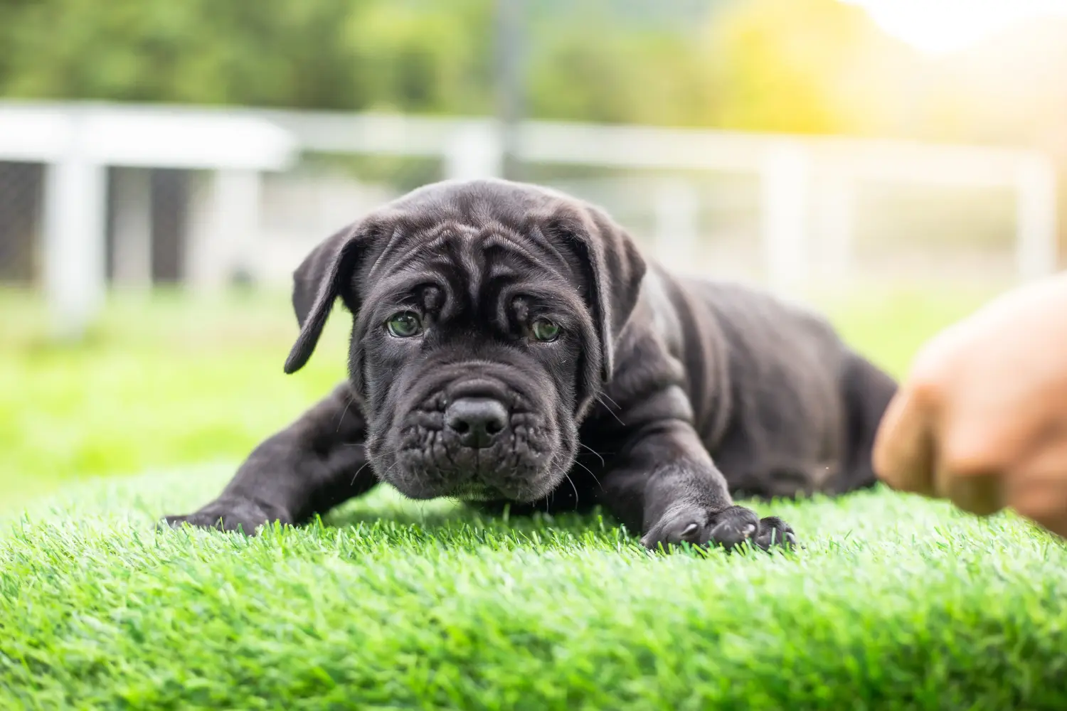 Egy Mastino Napoletano kiskutya megvásárlása felelősségvállalást jelent! Vásároljon Mastino Napoletano kiskutyákat.