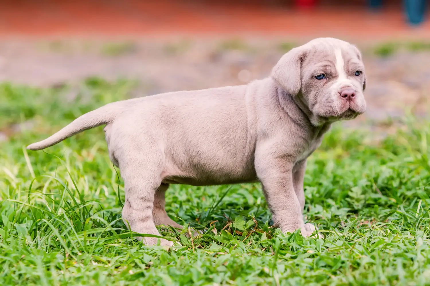 Egy Mastino Napoletano kiskutya megvásárlása felelősségvállalást jelent! Vásároljon Mastino Napoletano kiskutyákat.