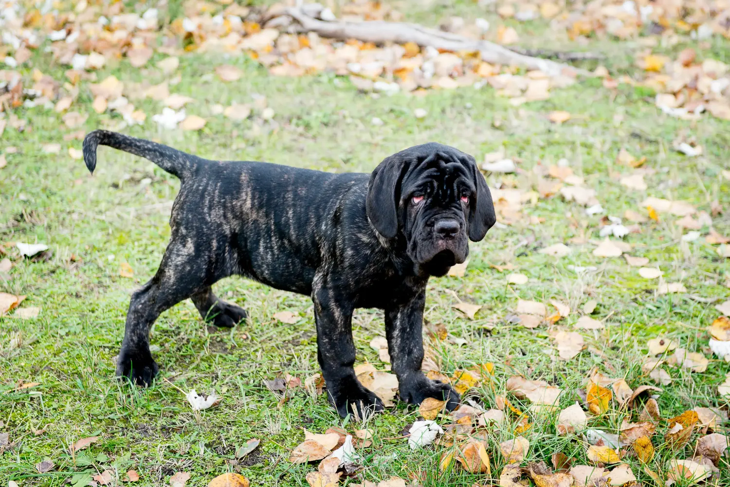 Egy Mastino Napoletano kiskutya megvásárlása felelősségvállalást jelent! Vásároljon Mastino Napoletano kiskutyákat.