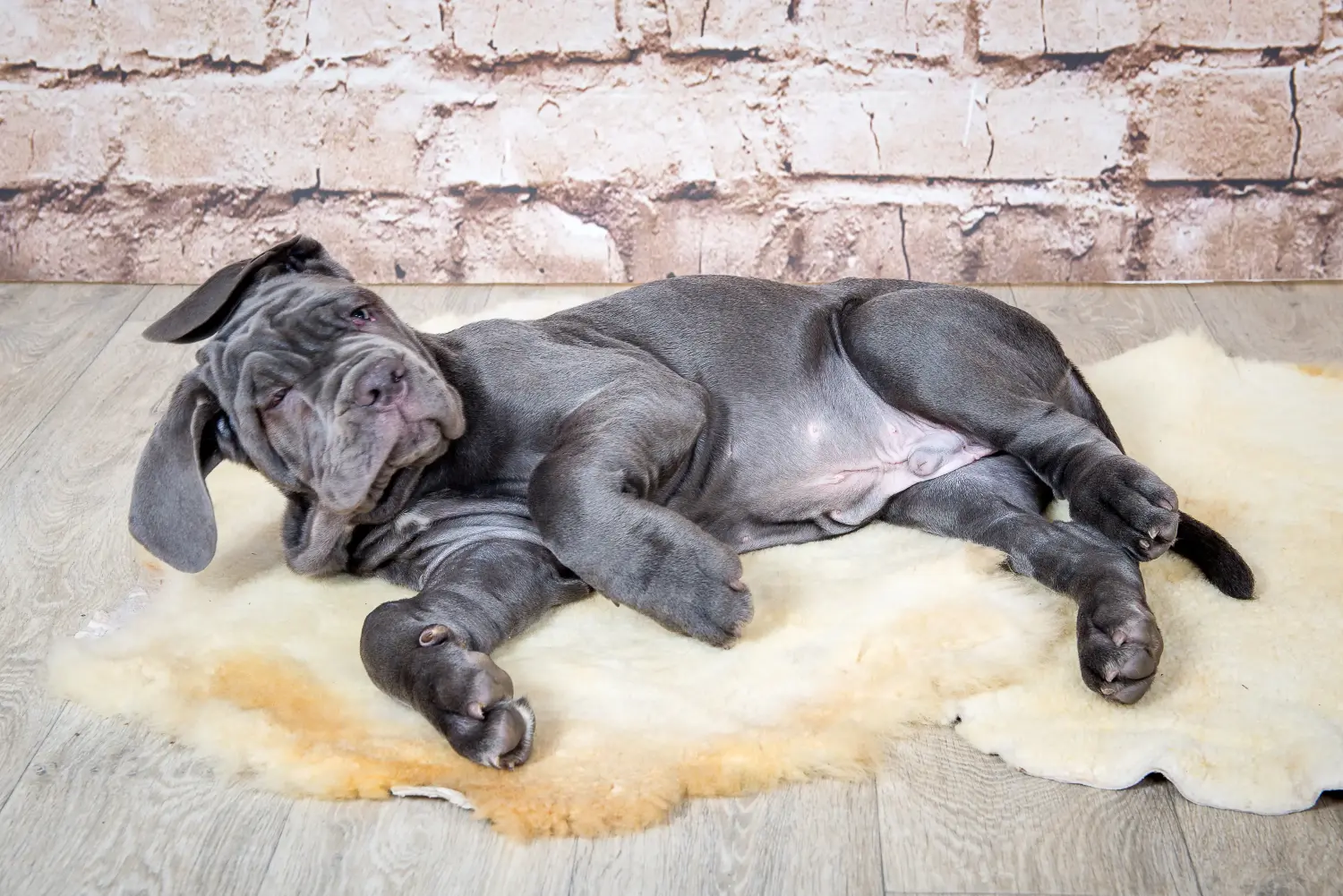 Egy Mastino Napoletano kiskutya megvásárlása felelősségvállalást jelent! Vásároljon Mastino Napoletano kiskutyákat.