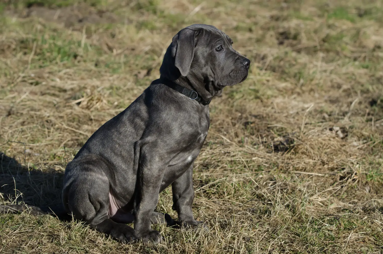 Egy Mastino Napoletano kiskutya megvásárlása felelősségvállalást jelent! Vásároljon Mastino Napoletano kiskutyákat.