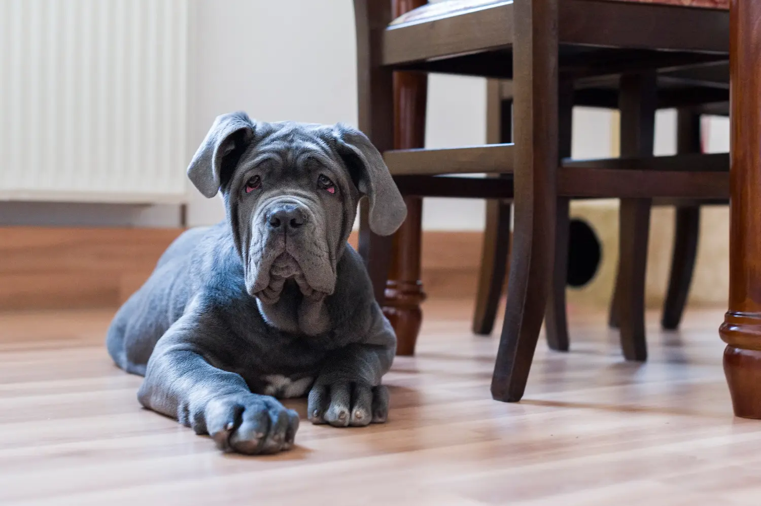 Egy Mastino Napoletano kiskutya megvásárlása felelősségvállalást jelent! Vásároljon Mastino Napoletano kiskutyákat.
