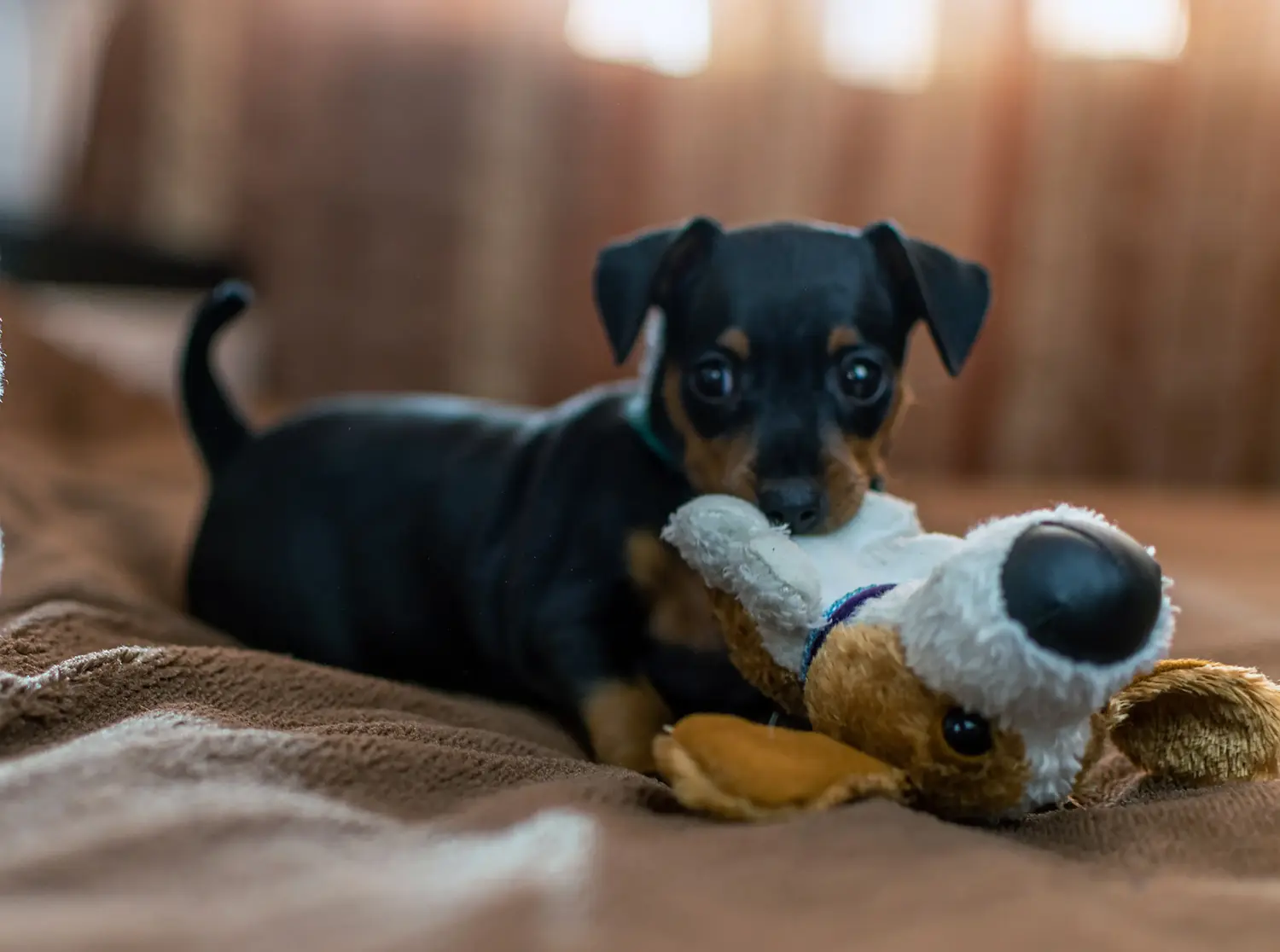 Egy miniatűr pinscher kiskutya megvásárlása felelősségvállalást jelent! Vásároljon miniatűr pinscher kiskutyákat.