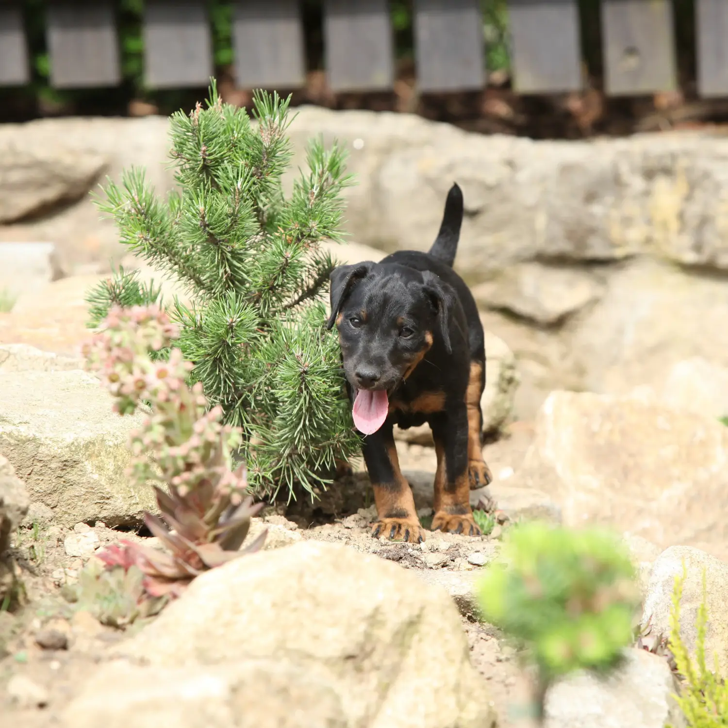 Német vadászterrier kiskutya vásárlása felelősségvállalást jelent! Vásároljon német vadászterrier kiskutyákat.