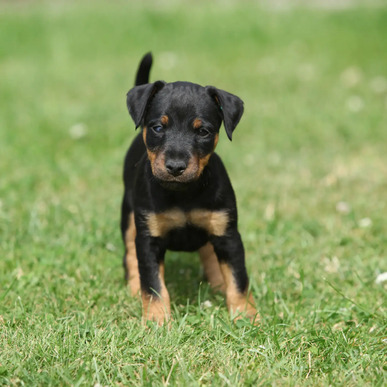 Német vadászterrier kiskutya vásárlása felelősségvállalást jelent! Vásároljon német vadászterrier kiskutyákat.