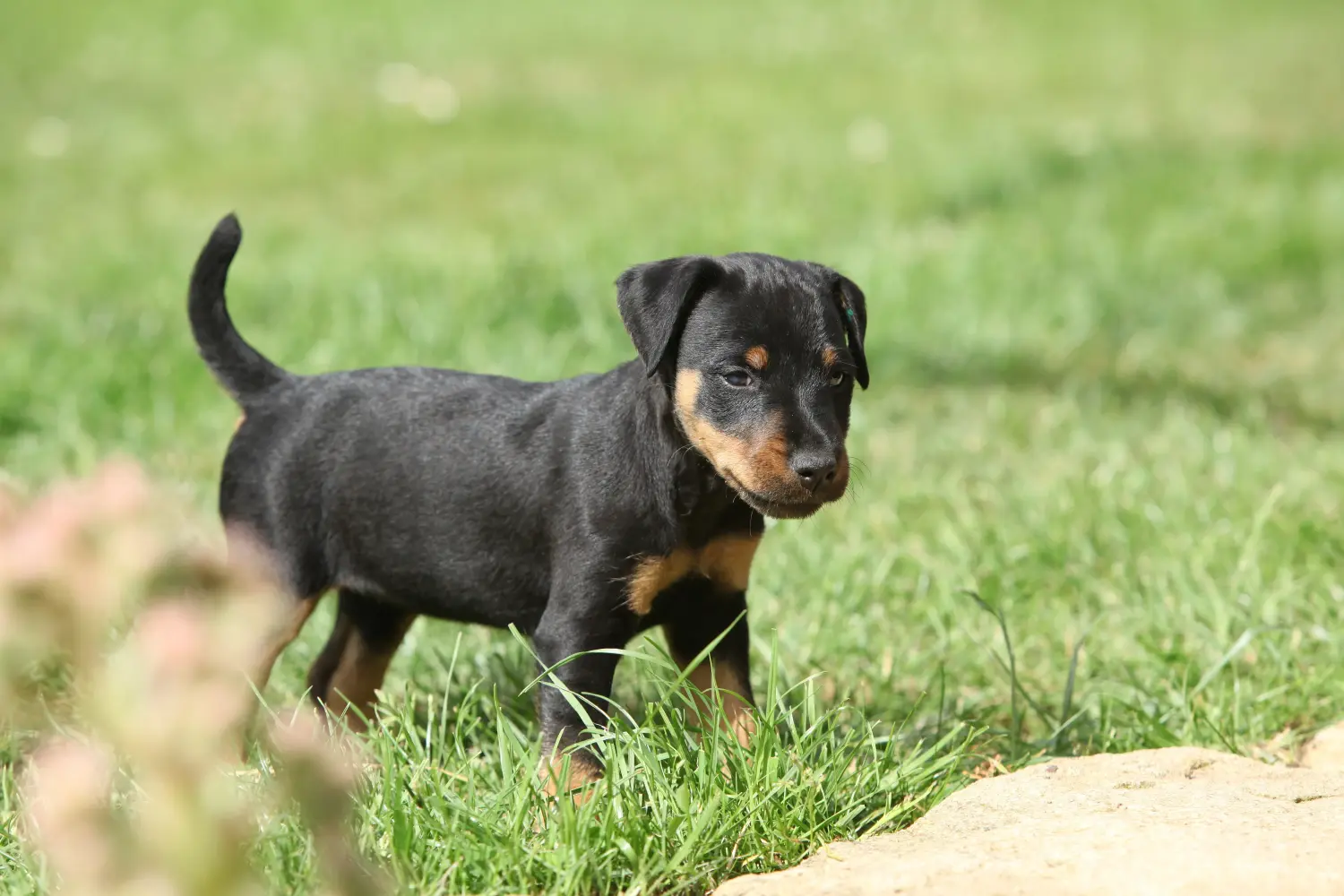 Német vadászterrier kiskutya vásárlása felelősségvállalást jelent! Vásároljon német vadászterrier kiskutyákat.