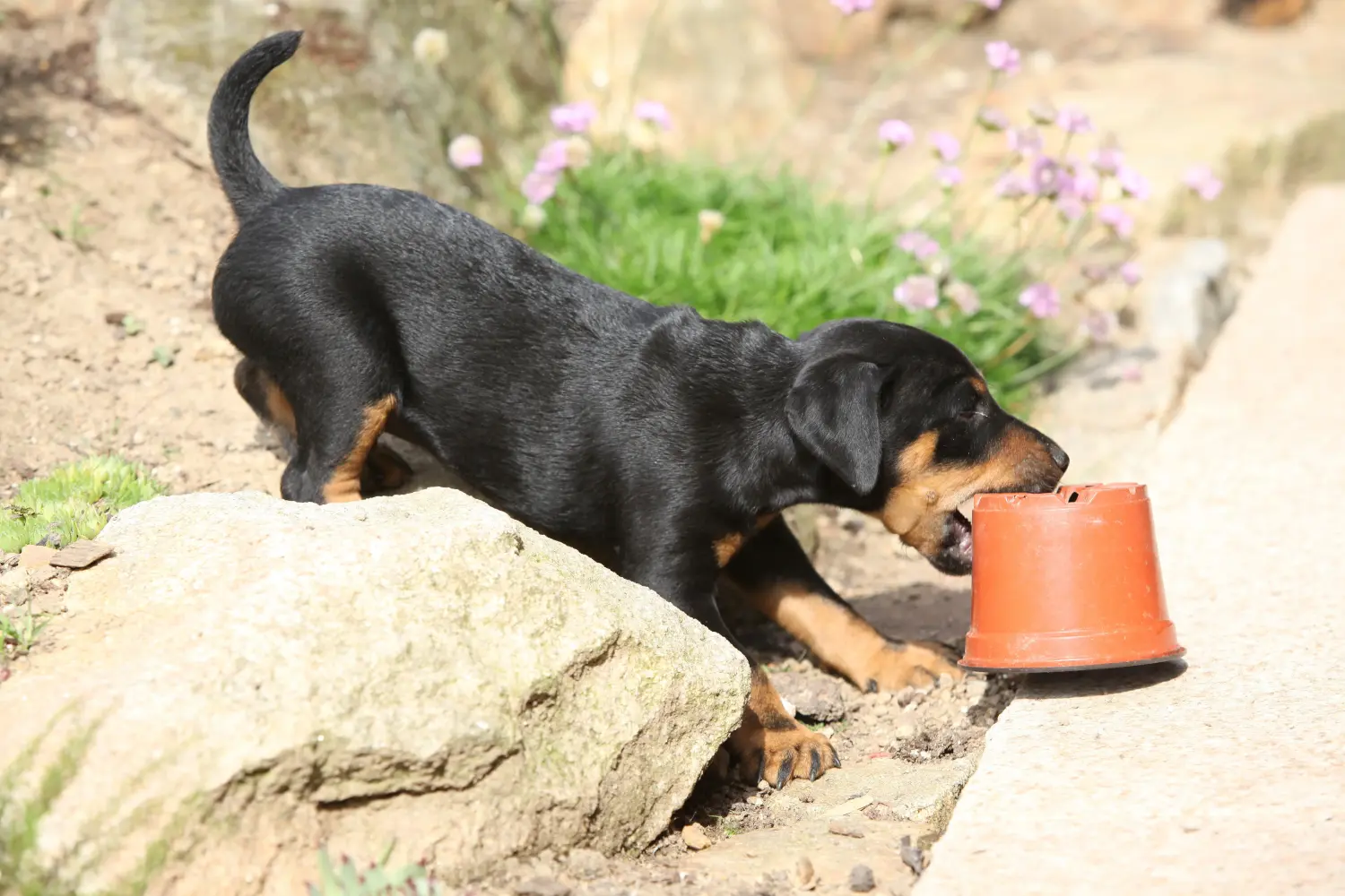 Német vadászterrier kiskutya vásárlása felelősségvállalást jelent! Vásároljon német vadászterrier kiskutyákat.
