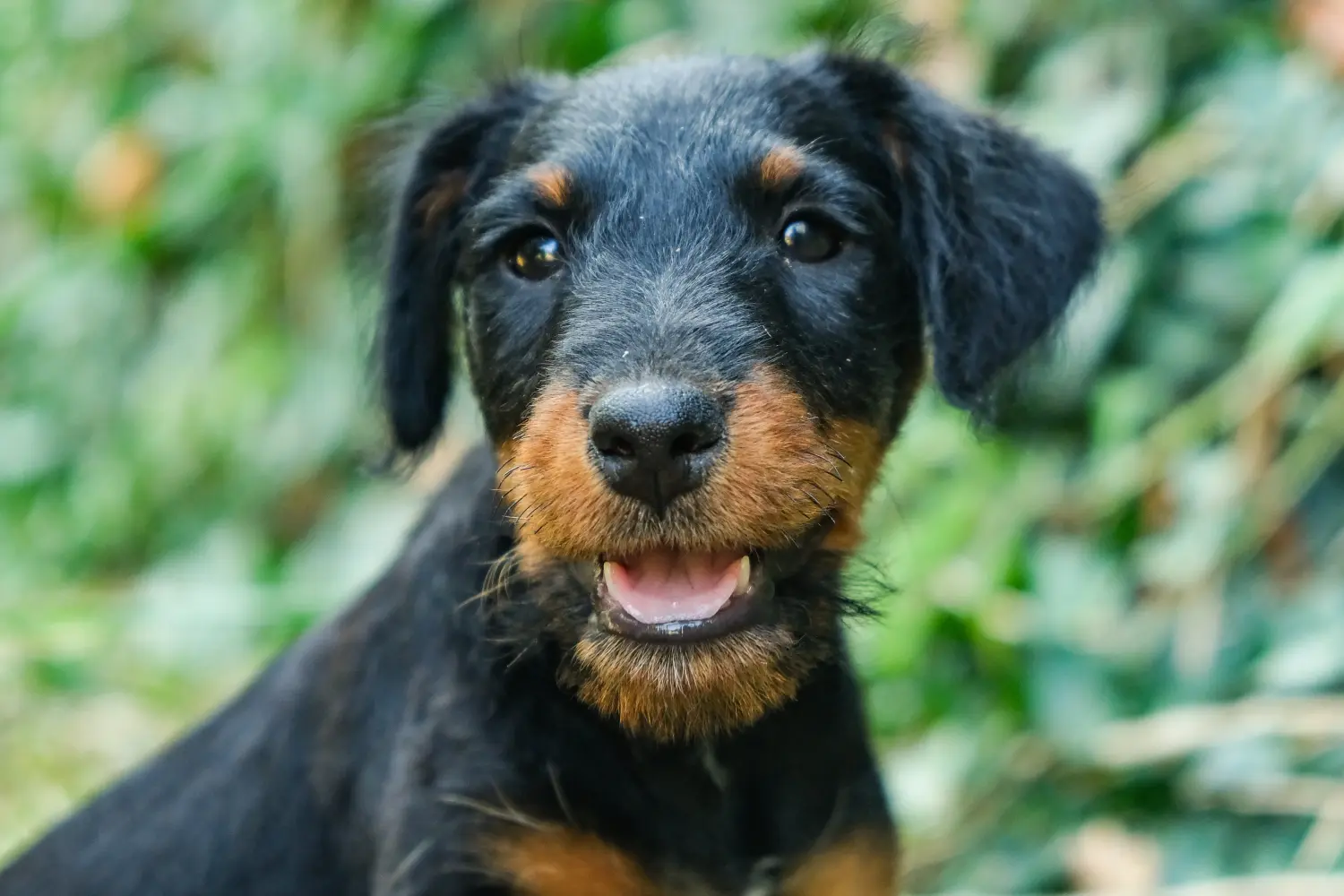 Német vadászterrier kiskutya vásárlása felelősségvállalást jelent! Vásároljon német vadászterrier kiskutyákat.