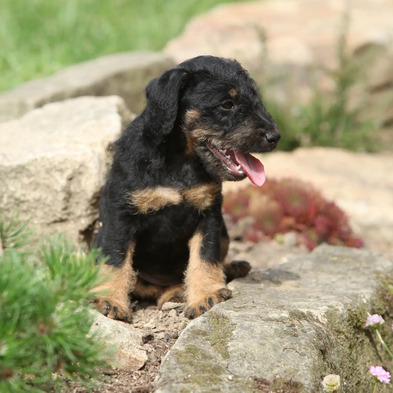 Német vadászterrier kiskutya vásárlása felelősségvállalást jelent! Vásároljon német vadászterrier kiskutyákat.
