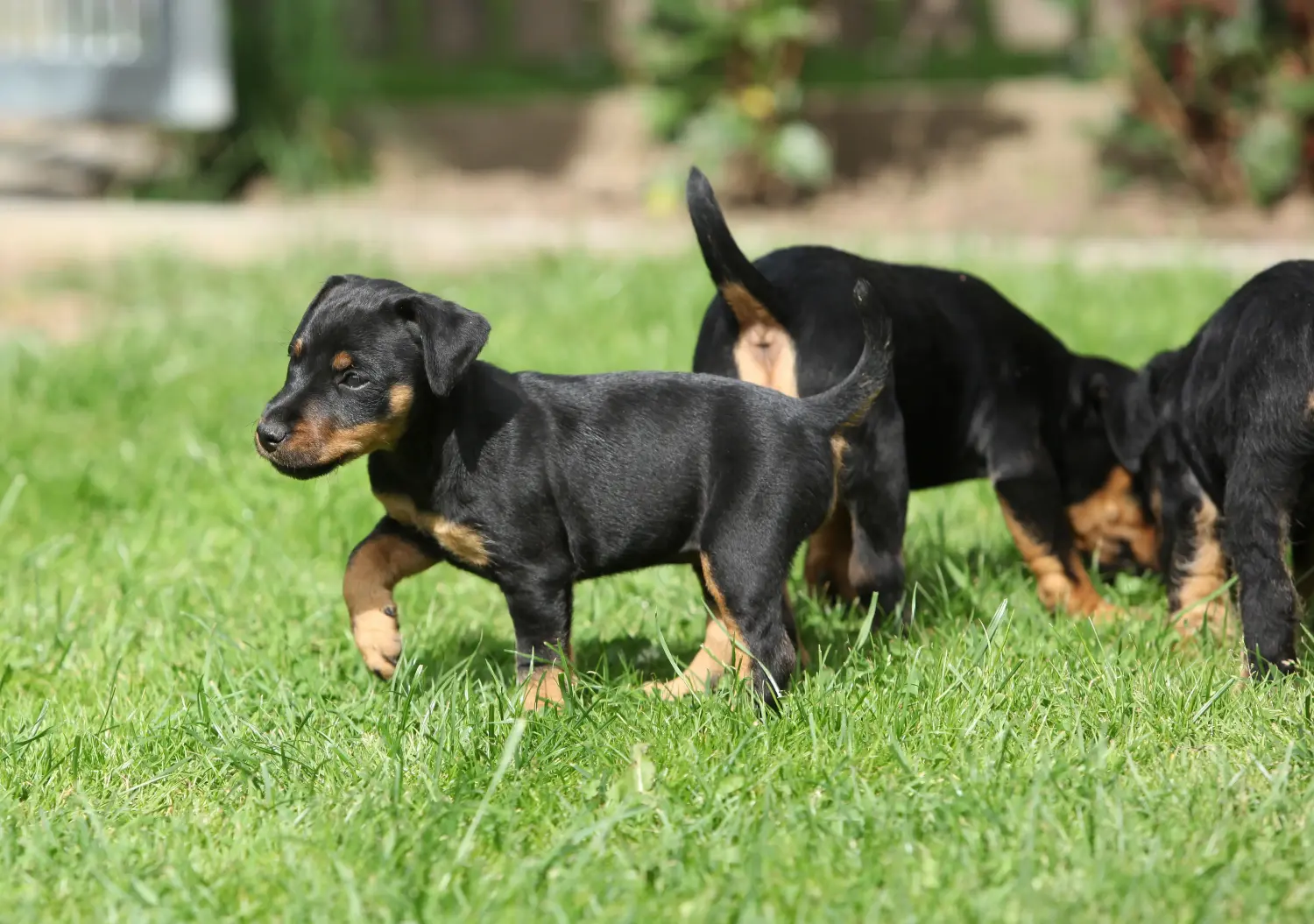 Német vadászterrier kiskutya vásárlása felelősségvállalást jelent! Vásároljon német vadászterrier kiskutyákat.