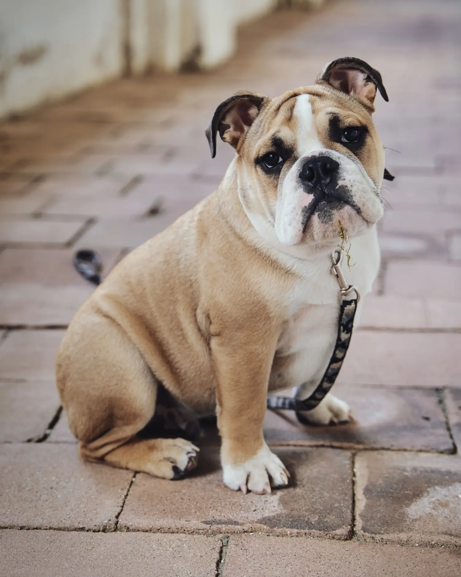 Olde English Bulldog kölyökkutya vásárlása felelősségvállalást jelent! Vásároljon Olde English Bulldog kölyökkutyákat.