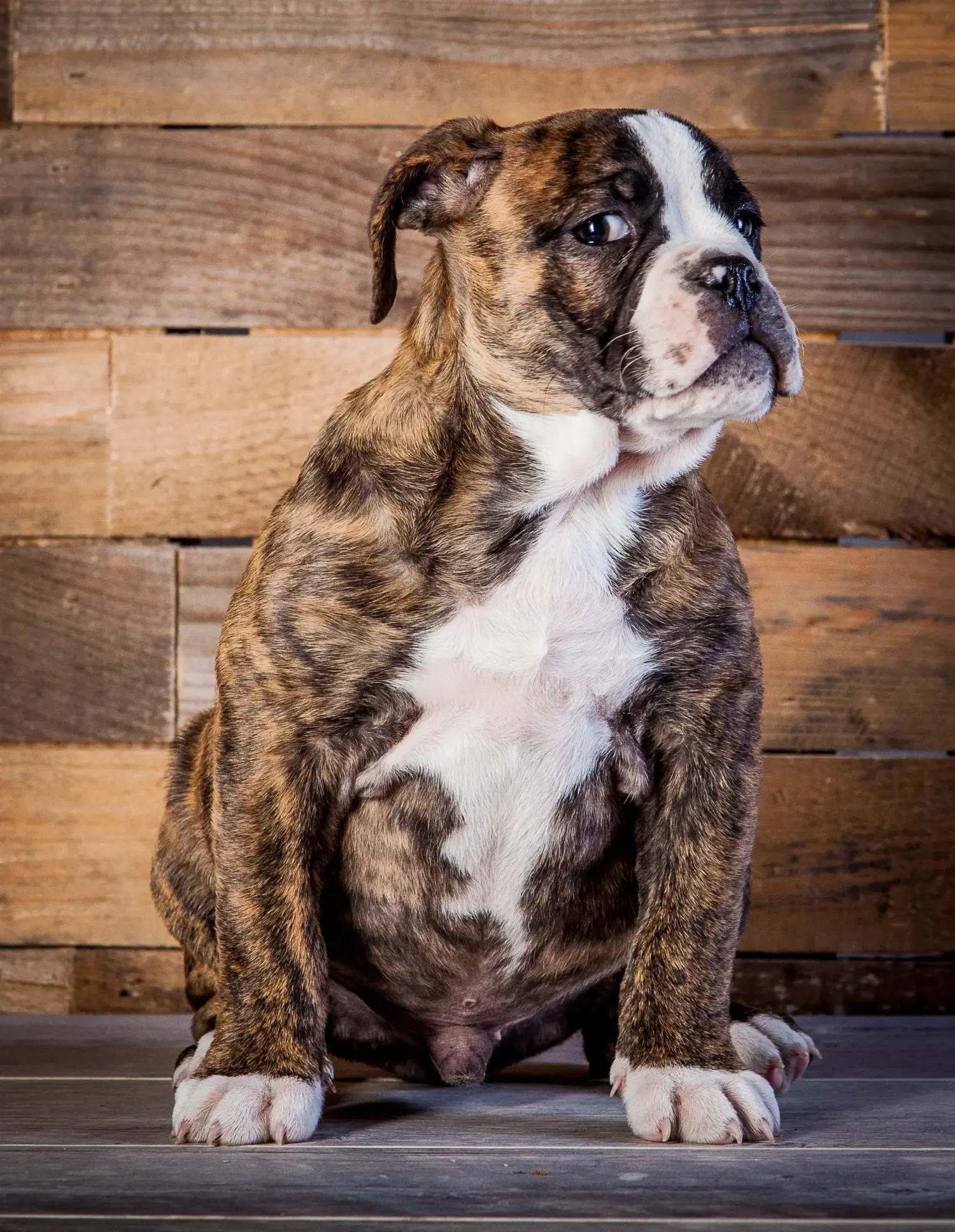 Olde English Bulldog kölyökkutya vásárlása felelősségvállalást jelent! Vásároljon Olde English Bulldog kölyökkutyákat.