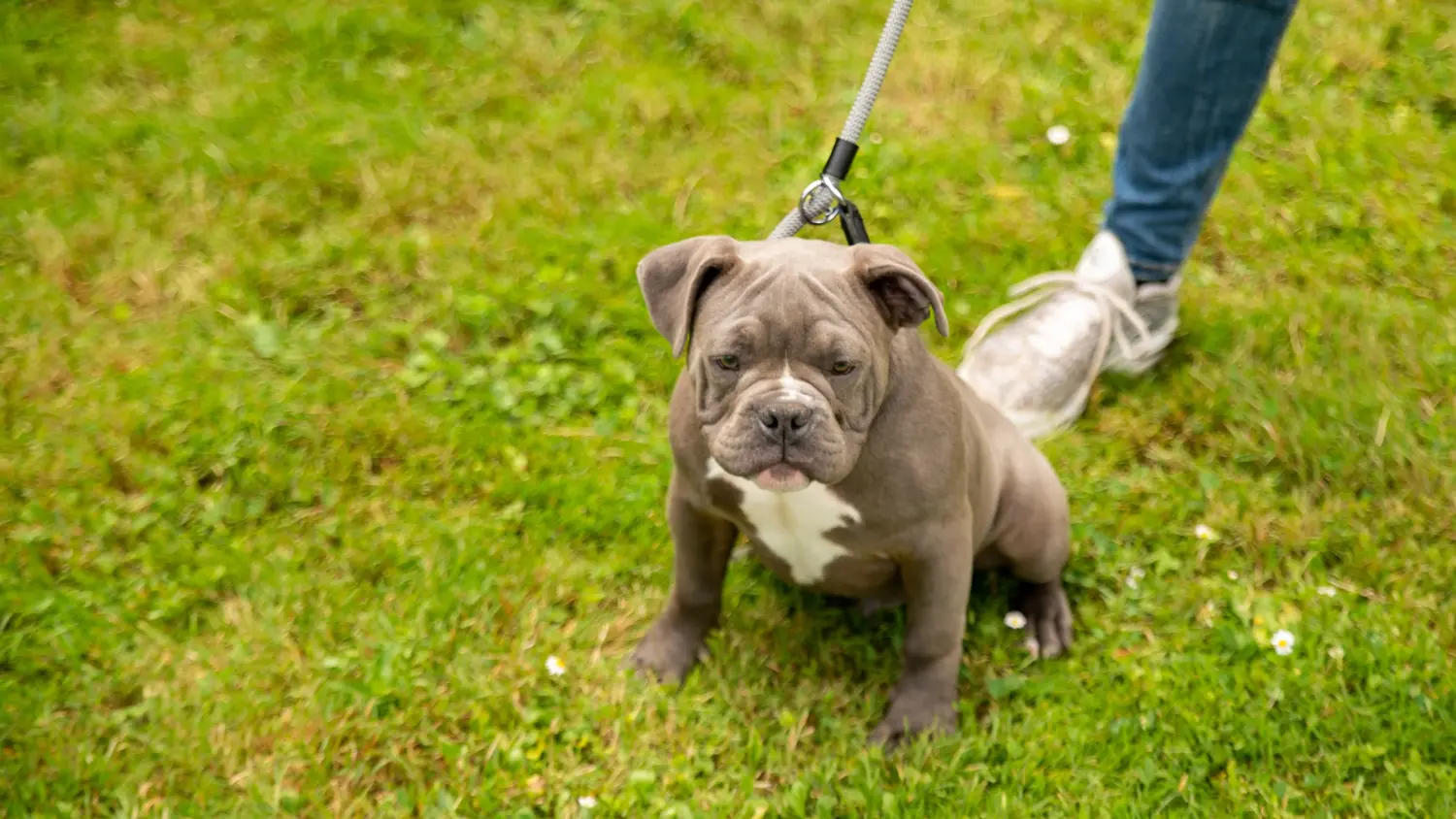 Olde English Bulldog kölyökkutya vásárlása felelősségvállalást jelent! Vásároljon Olde English Bulldog kölyökkutyákat.