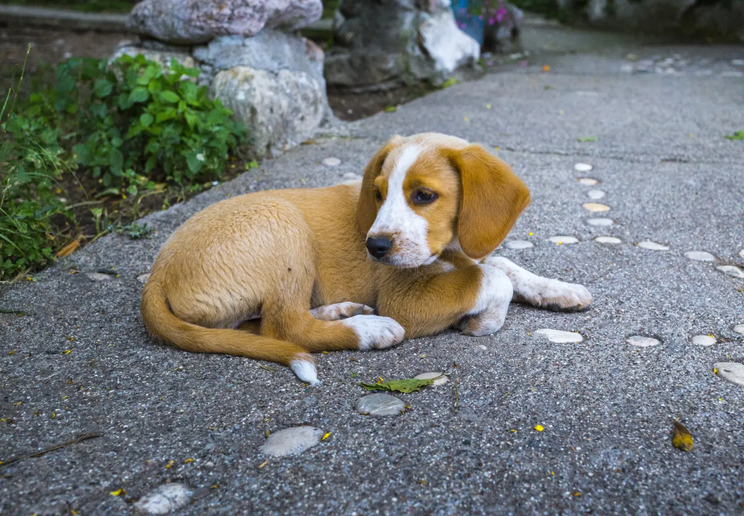 Osztrák pinscher kiskutya vásárlása felelősségvállalást jelent! Vásároljon osztrák pinscher kölyökkutyákat.