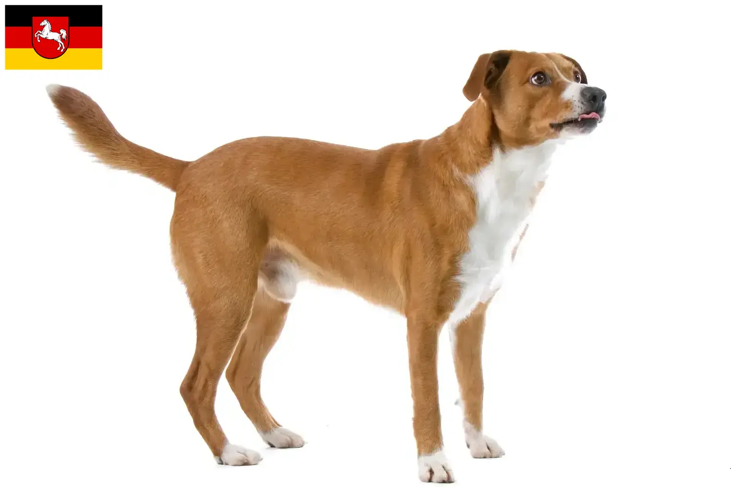 Read more about the article Osztrák pinscher tenyésztő és kiskutyák Alsó-Szászországban