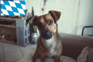 Read more about the article Osztrák pinscher tenyésztő és kiskutyák Bajorországban