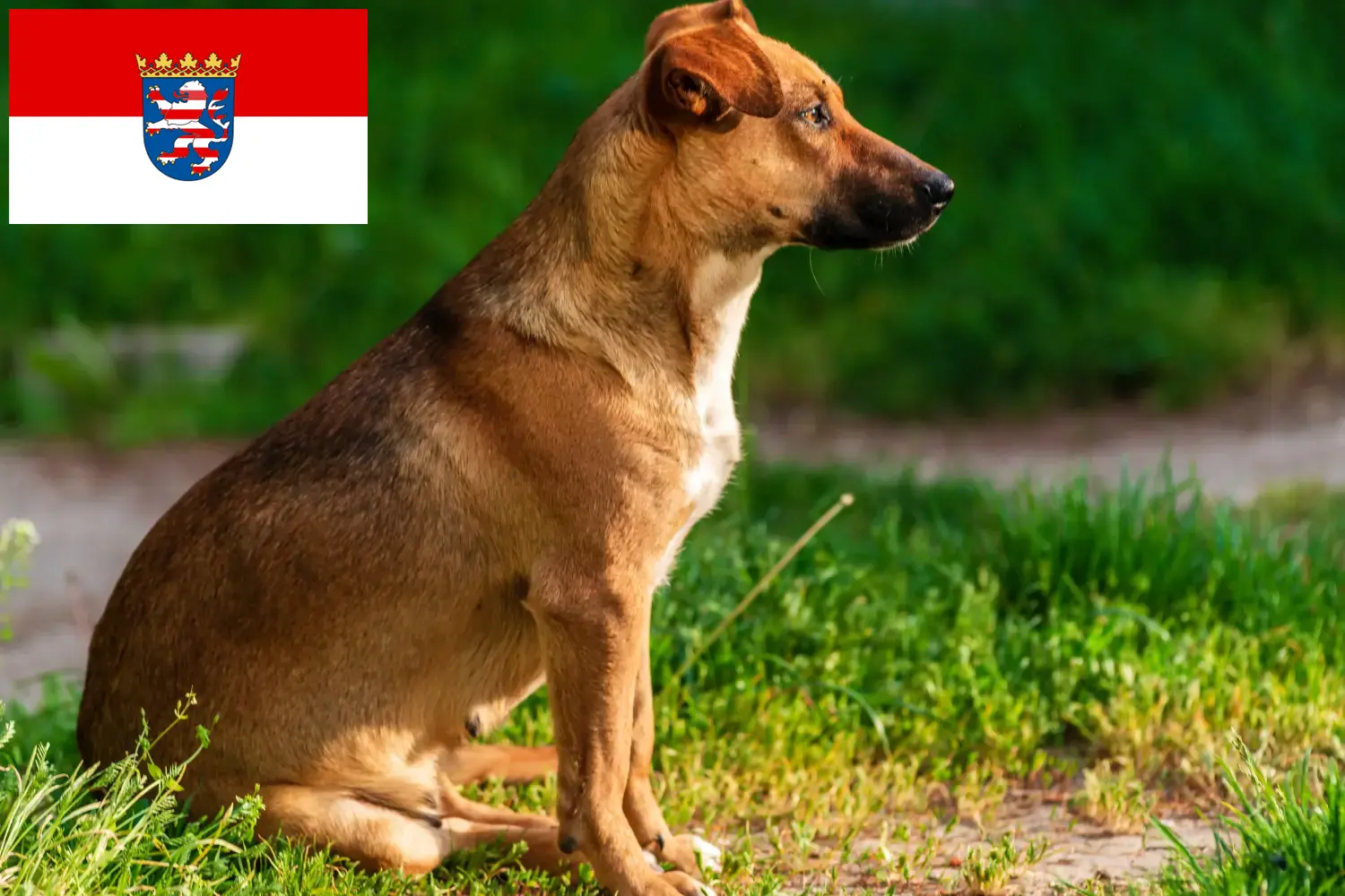 Read more about the article Osztrák pinscher tenyésztő és kölykök Hessenben