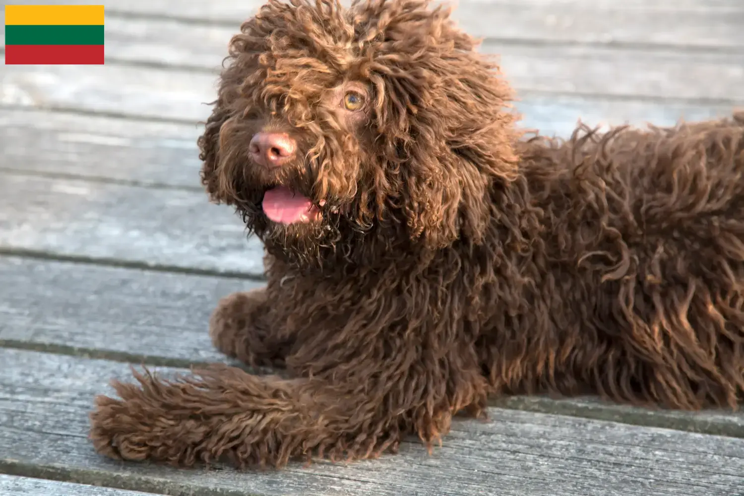 Perro de Agua Español kiskutyák és tenyésztők Litvánia Itt találhat Perro de Agua Españols tenyésztőket Litvániában.