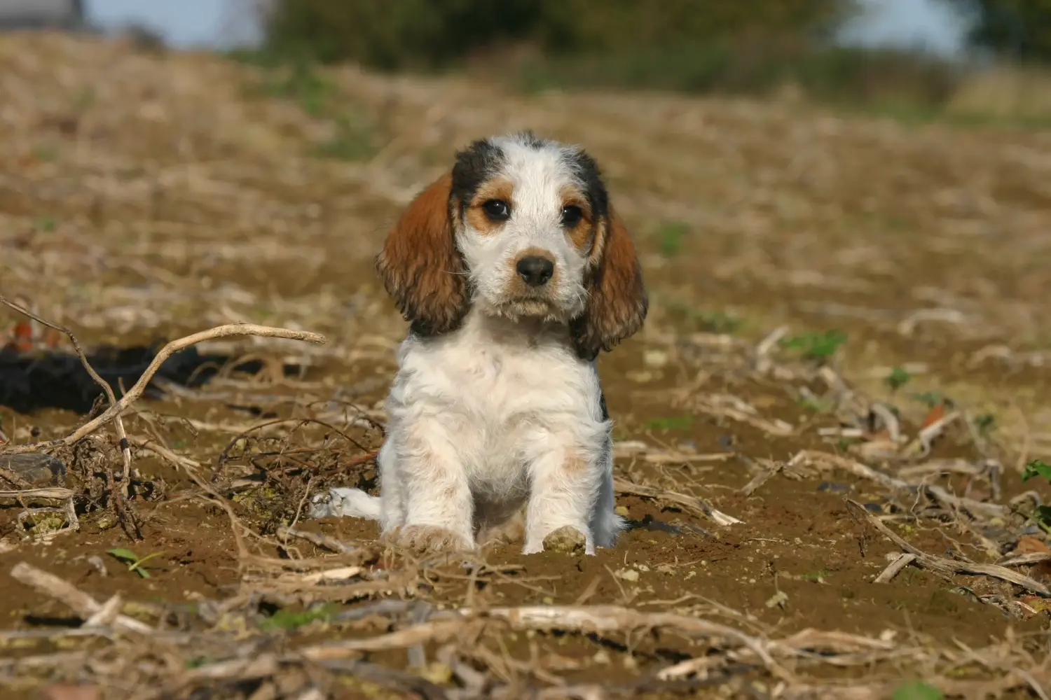 Egy Petit Basset Griffon Vendéen kiskutya megvásárlása felelősségvállalást jelent! Petit Basset Griffon Vendéen kiskutyák eladó.