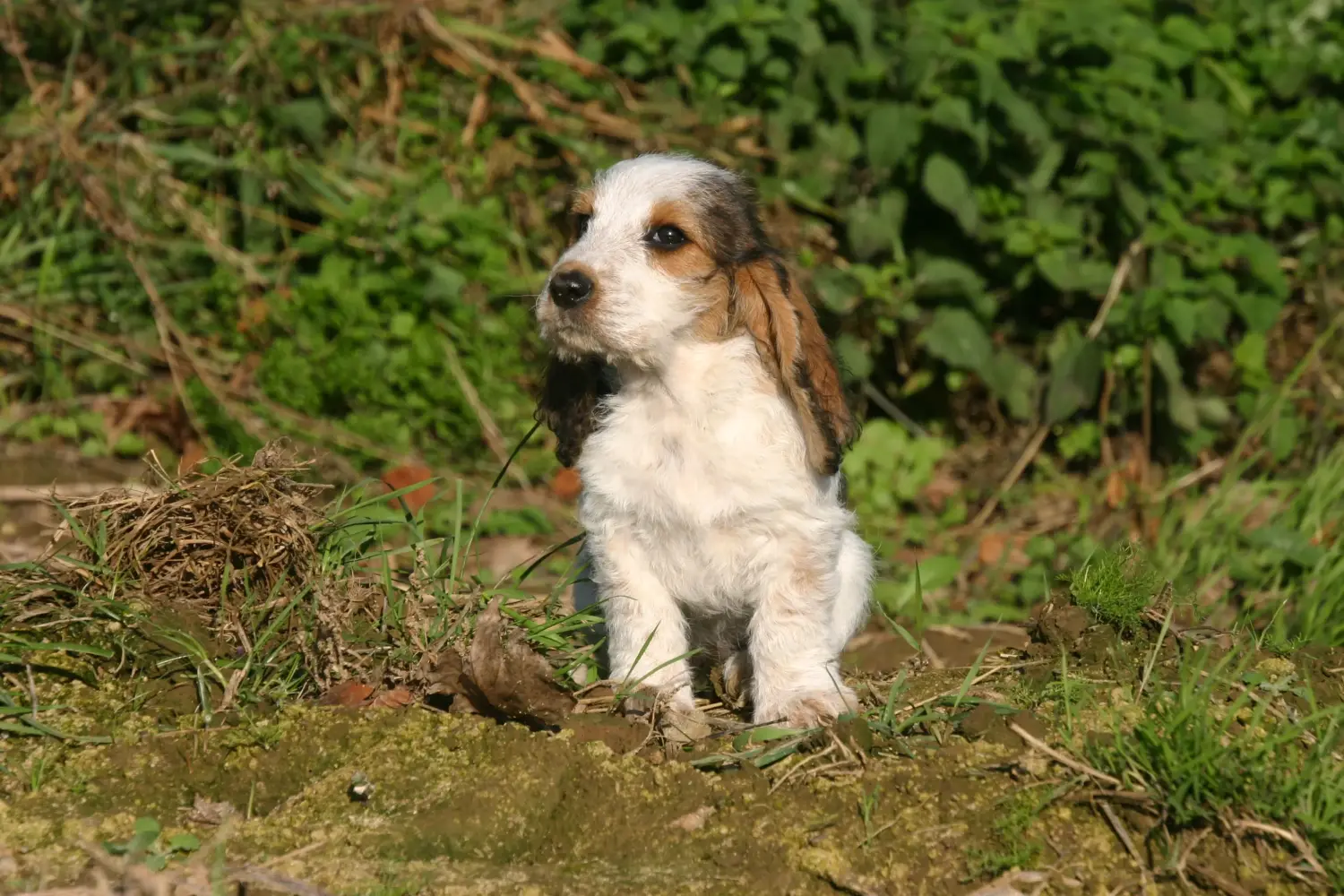 Egy Petit Basset Griffon Vendéen kiskutya megvásárlása felelősségvállalást jelent! Petit Basset Griffon Vendéen kiskutyák eladó.