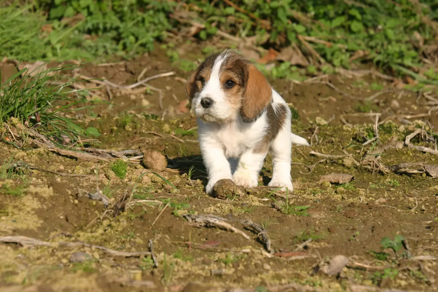 Egy Petit Basset Griffon Vendéen kiskutya megvásárlása felelősségvállalást jelent! Petit Basset Griffon Vendéen kiskutyák eladó.