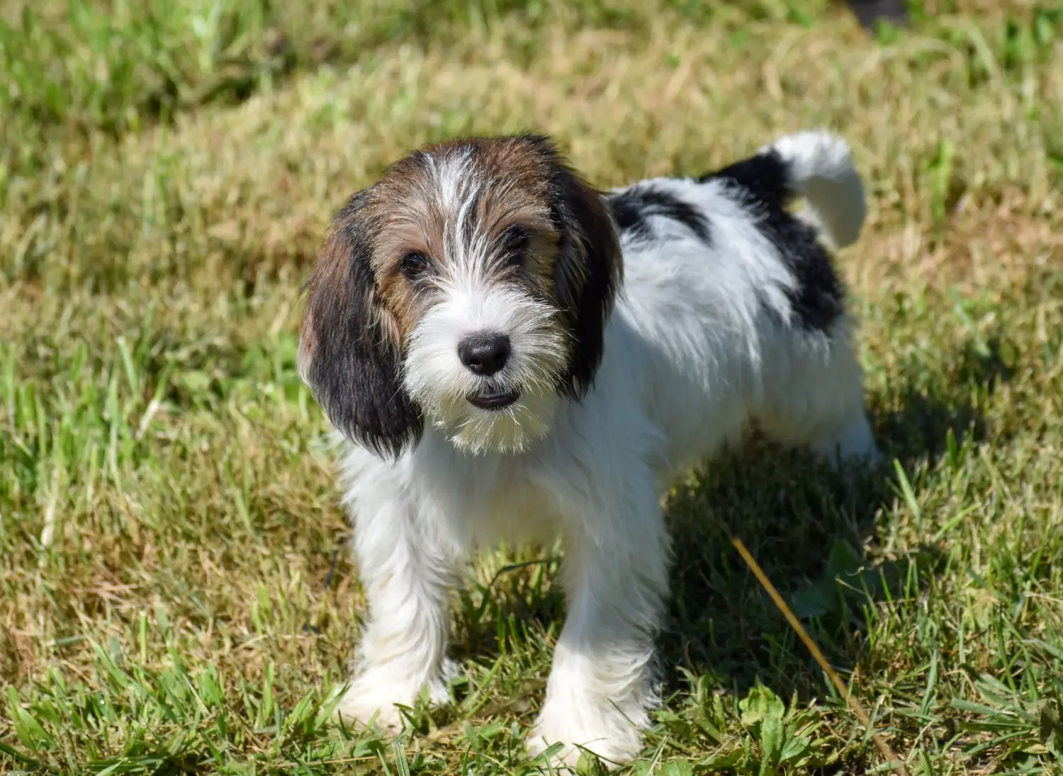 Egy Petit Basset Griffon Vendéen kiskutya megvásárlása felelősségvállalást jelent! Petit Basset Griffon Vendéen kiskutyák eladó.