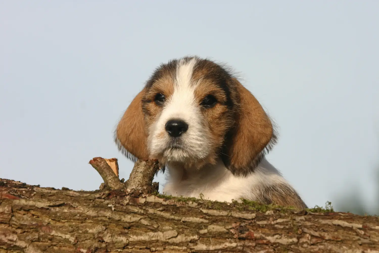 Egy Petit Basset Griffon Vendéen kiskutya megvásárlása felelősségvállalást jelent! Petit Basset Griffon Vendéen kiskutyák eladó.