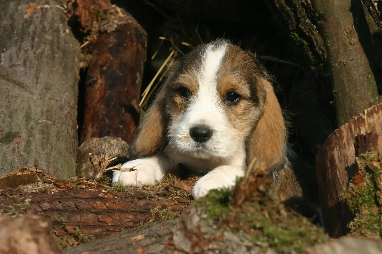 Egy Petit Basset Griffon Vendéen kiskutya megvásárlása felelősségvállalást jelent! Petit Basset Griffon Vendéen kiskutyák eladó.