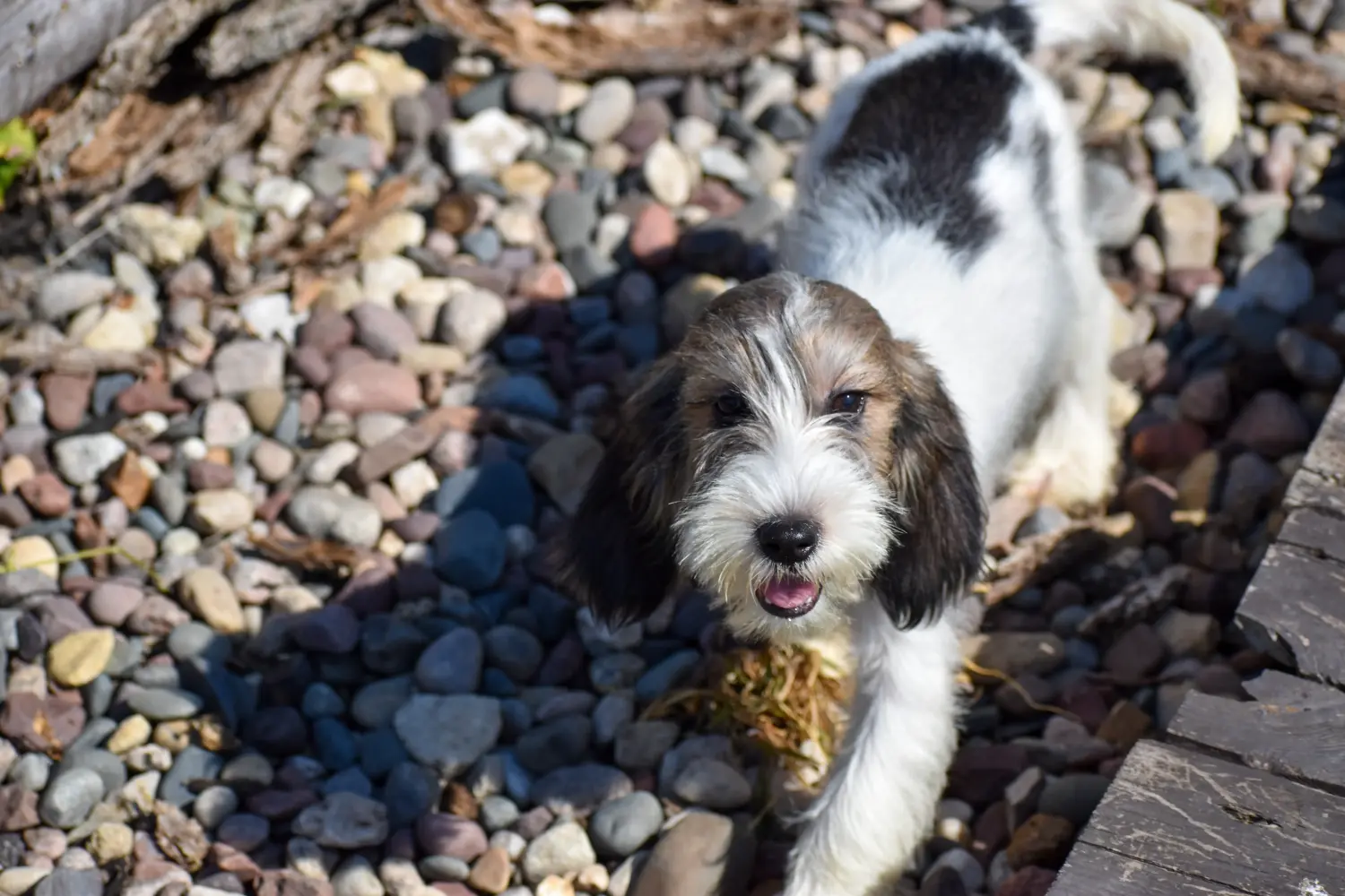 Egy Petit Basset Griffon Vendéen kiskutya megvásárlása felelősségvállalást jelent! Petit Basset Griffon Vendéen kiskutyák eladó.