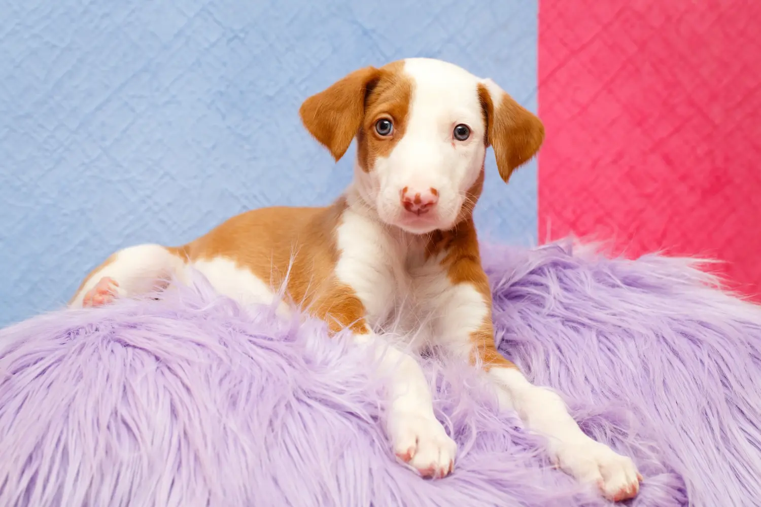 Podenco kiskutya vásárlása felelősségvállalást jelent! Vásároljon Podenco kiskutyákat.