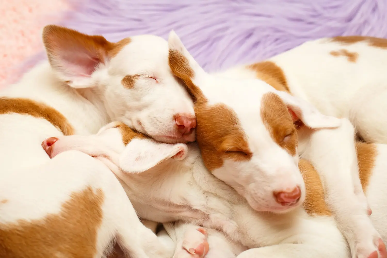 Podenco kiskutya vásárlása felelősségvállalást jelent! Vásároljon Podenco kiskutyákat.