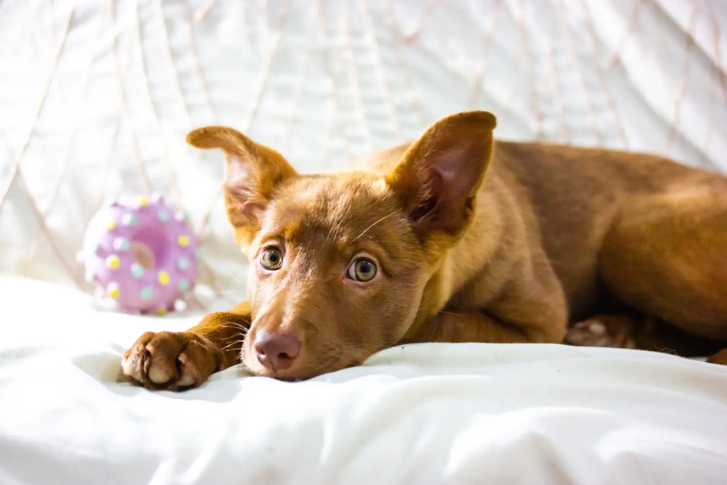 Podenco kiskutya vásárlása felelősségvállalást jelent! Vásároljon Podenco kiskutyákat.
