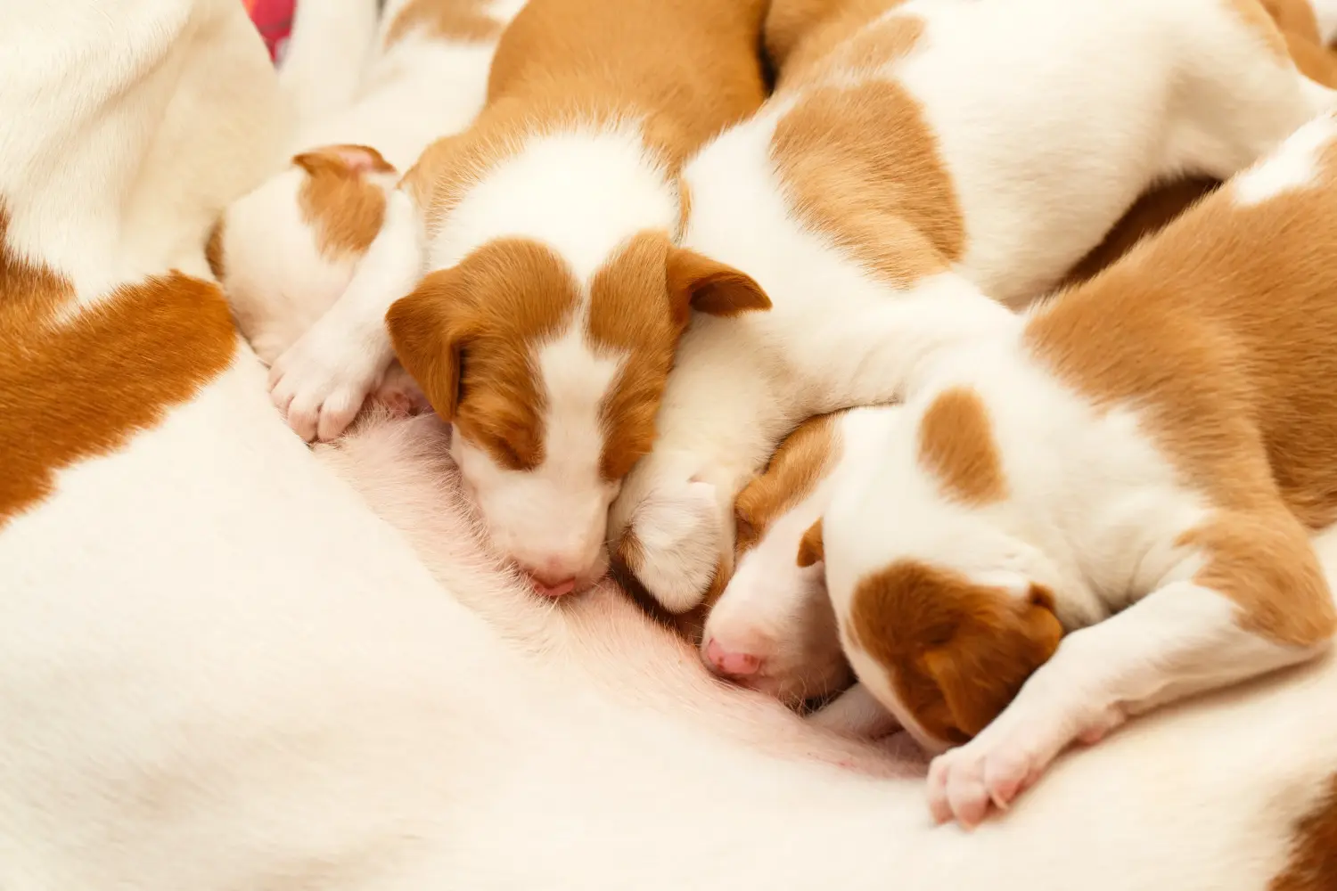 Podenco kiskutya vásárlása felelősségvállalást jelent! Vásároljon Podenco kiskutyákat.